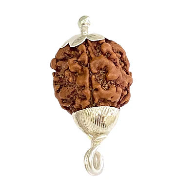 Natural 3 Mukhi/Face Rudraksha (Nepal Origin)