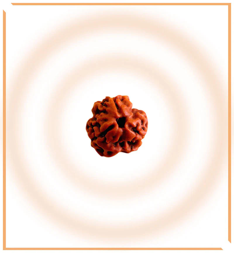 Natural 3 Mukhi/Face Rudraksha (Nepal Origin)