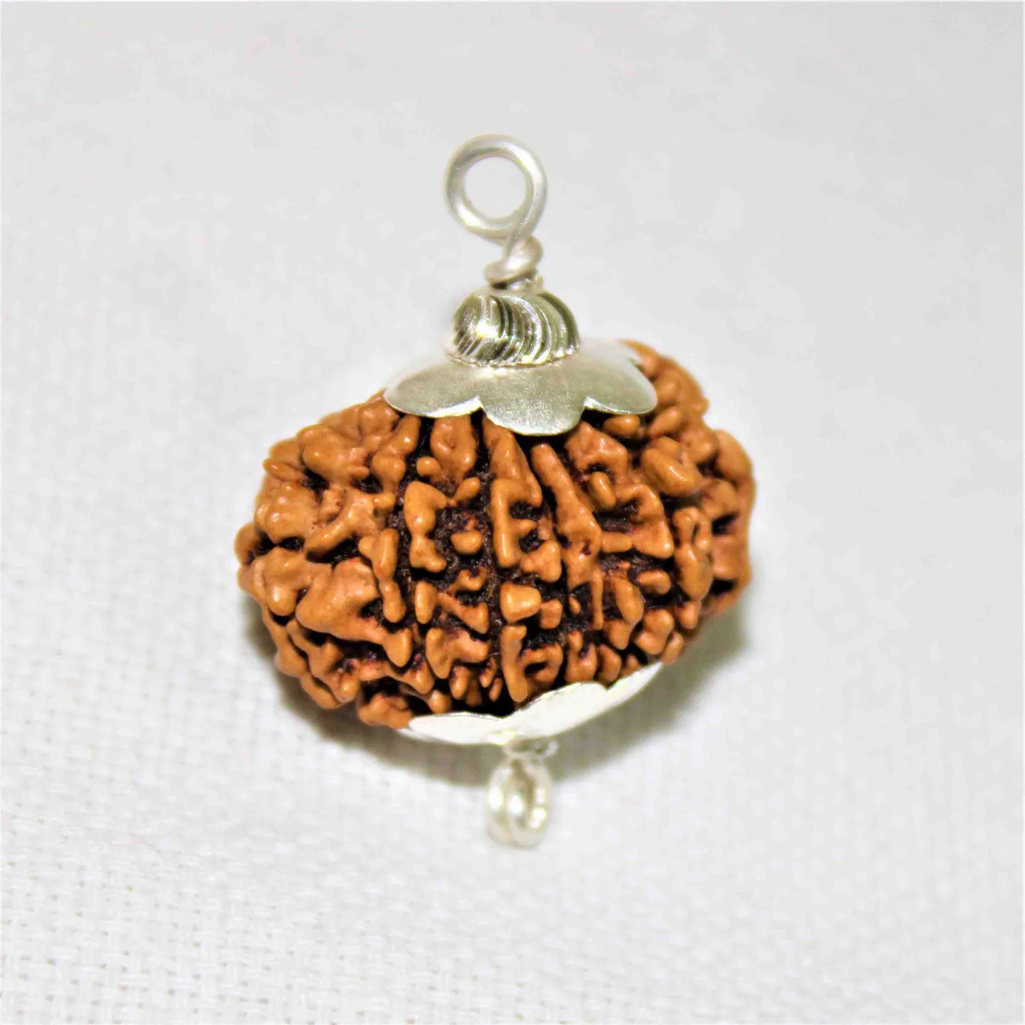 Natural 11 Mukhi/Face Rudraksha (Nepal Origin)