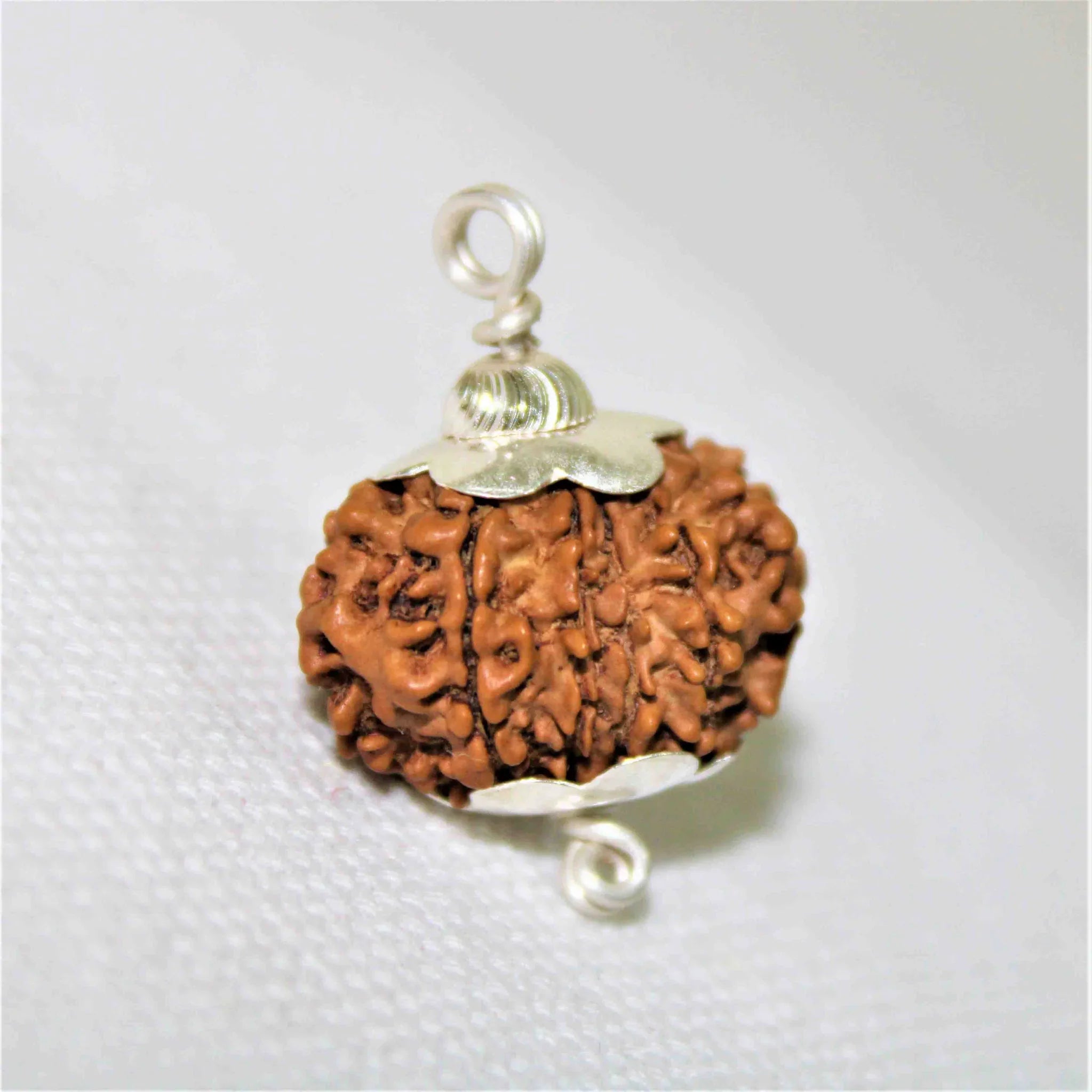 Natural 12 Mukhi/Face Rudraksha (Nepal Origin- Collector Size)