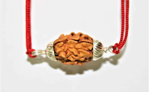 Natural 2 Mukhi Rudraksha (Himalaya origin)