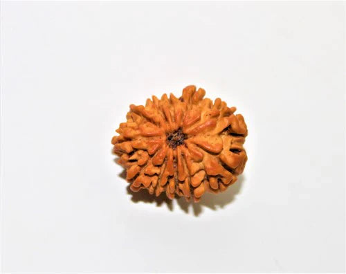 Natural 11 Mukhi/Face Rudraksha (Nepal Origin)