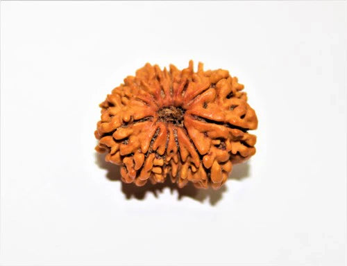 Natural 12 Mukhi/Face Rudraksha (Nepal Origin- Collector Size)