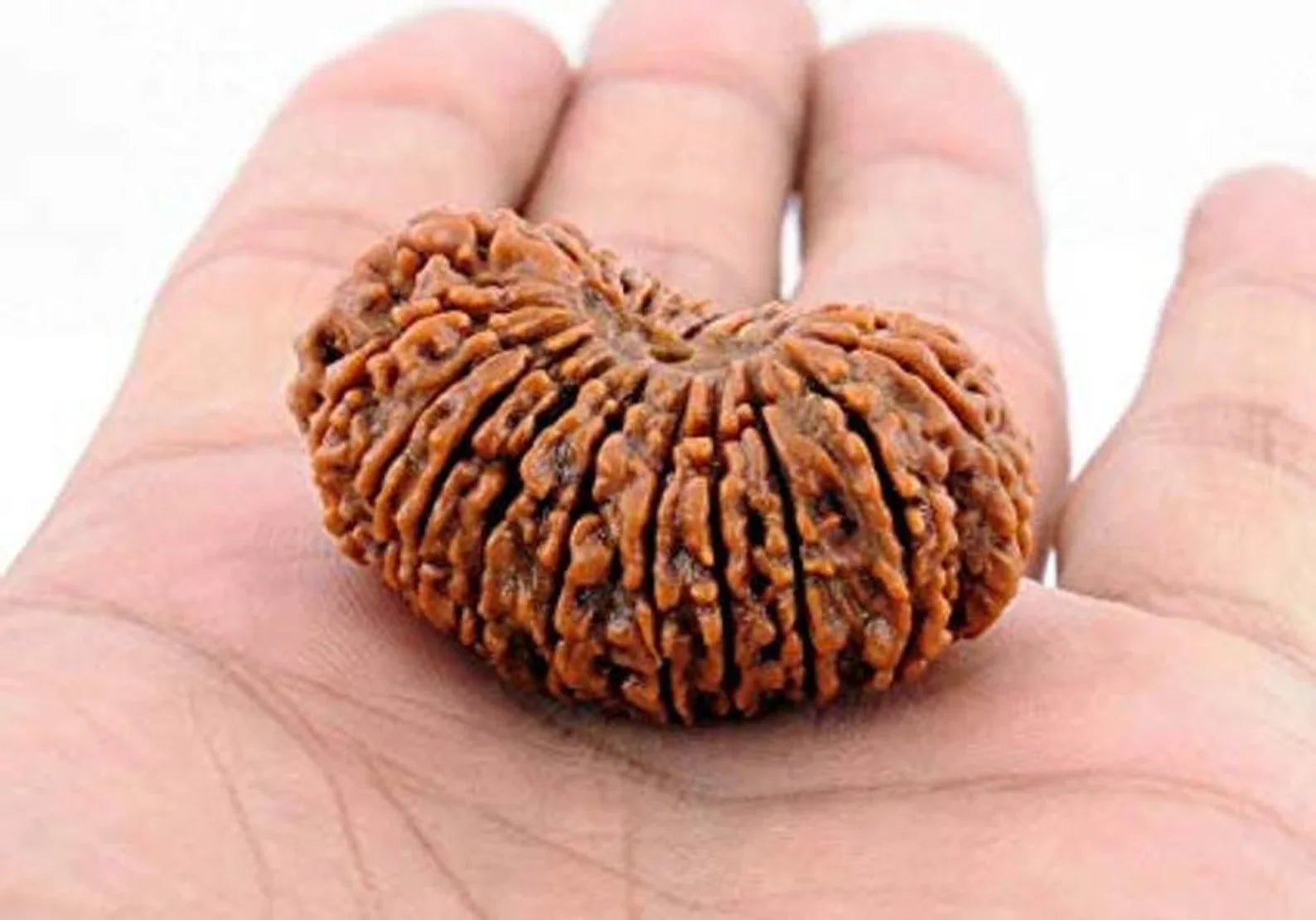 21 Mukhi Rudraksha Sacred Bead Rare- Certified A++ --IGL Lab Certified with Authentic certificate