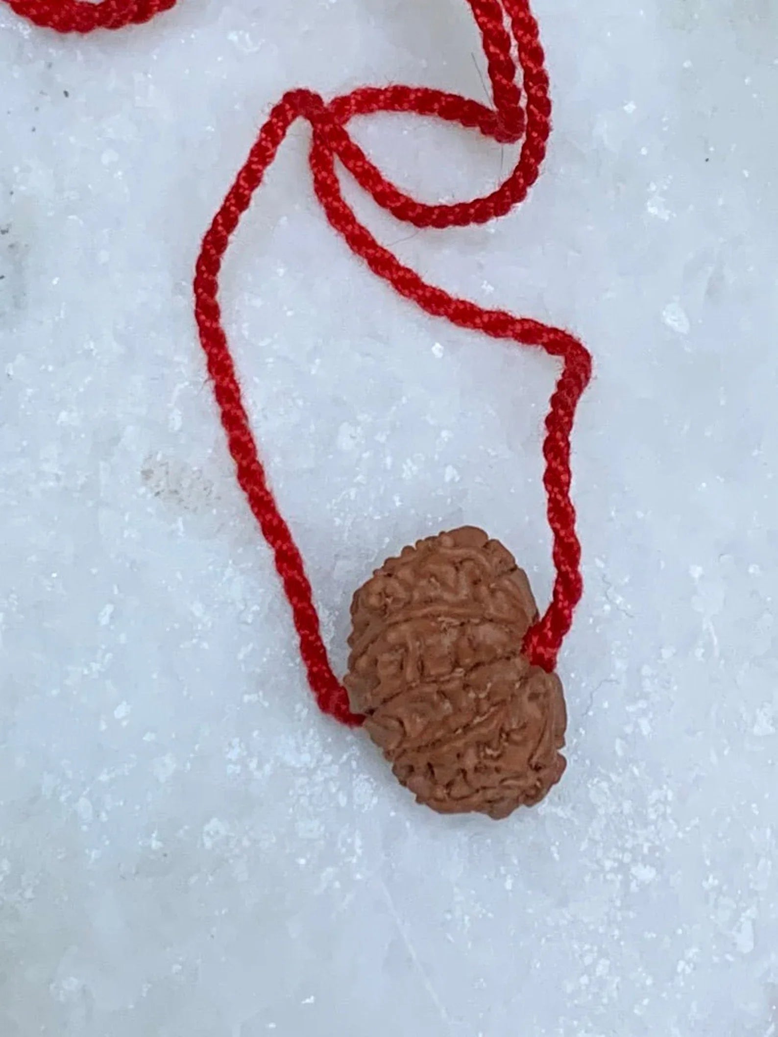 10 Mukhi Rudraksha  Nepal Certified