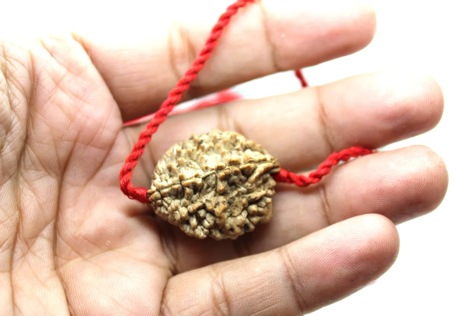 2 Mukhi Nepalese Rudraksha