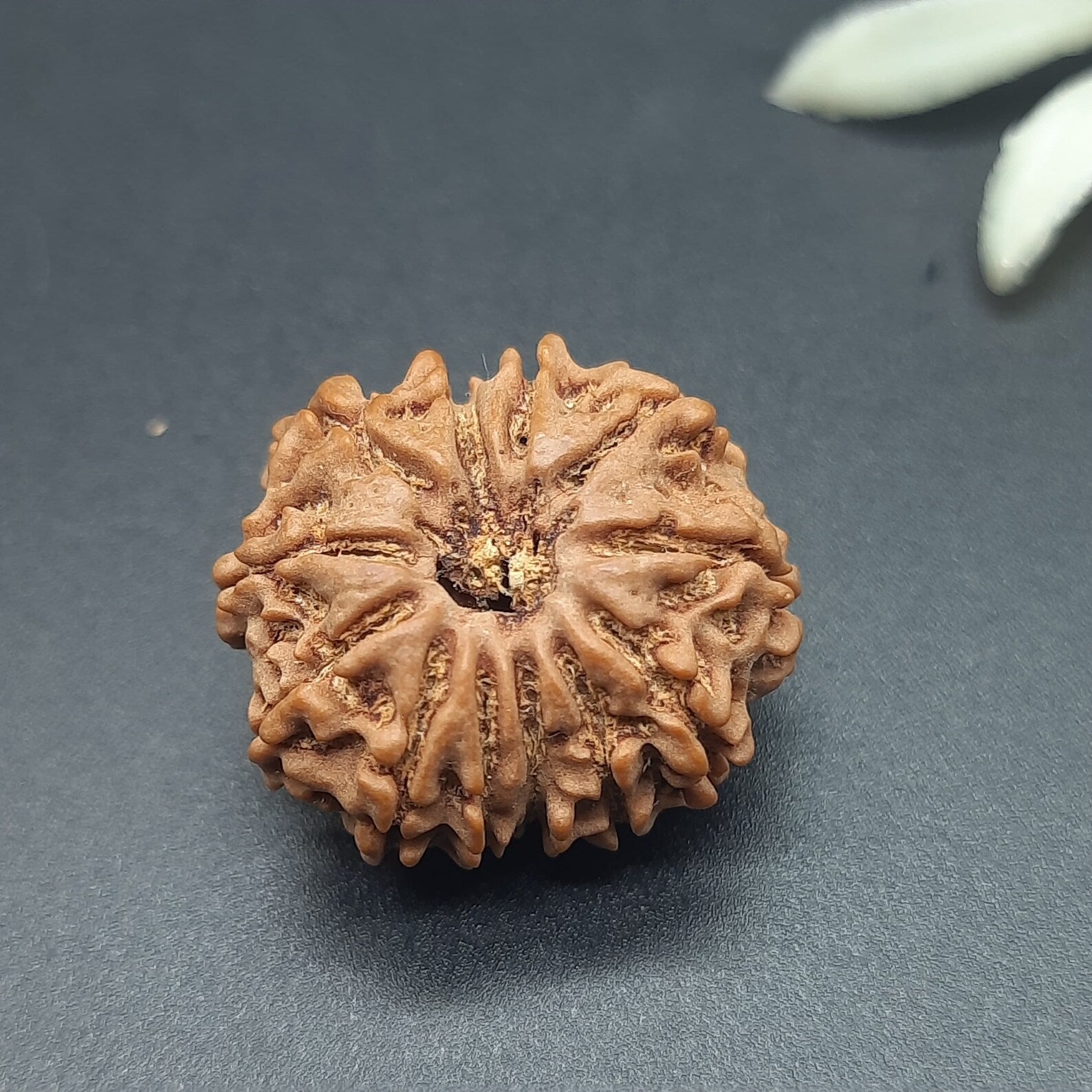 12 Mukhi / Twelve Face Nepal Rudraksha lab Certified 21-23mm