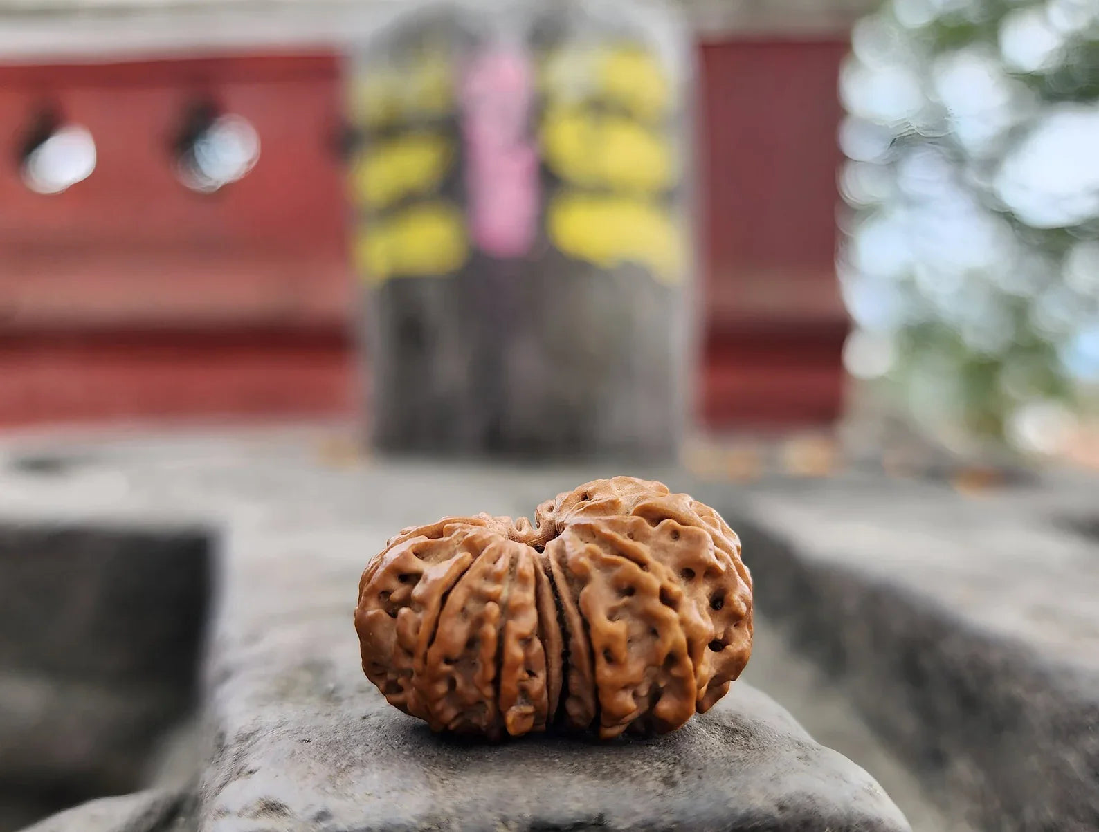 Original 14 Mukhi Rudraksha Beads, Authentic 14 Faces Rudraksha from Nepal, Collector Premium Quality, Sacred Saturn And Hanuman Blessing