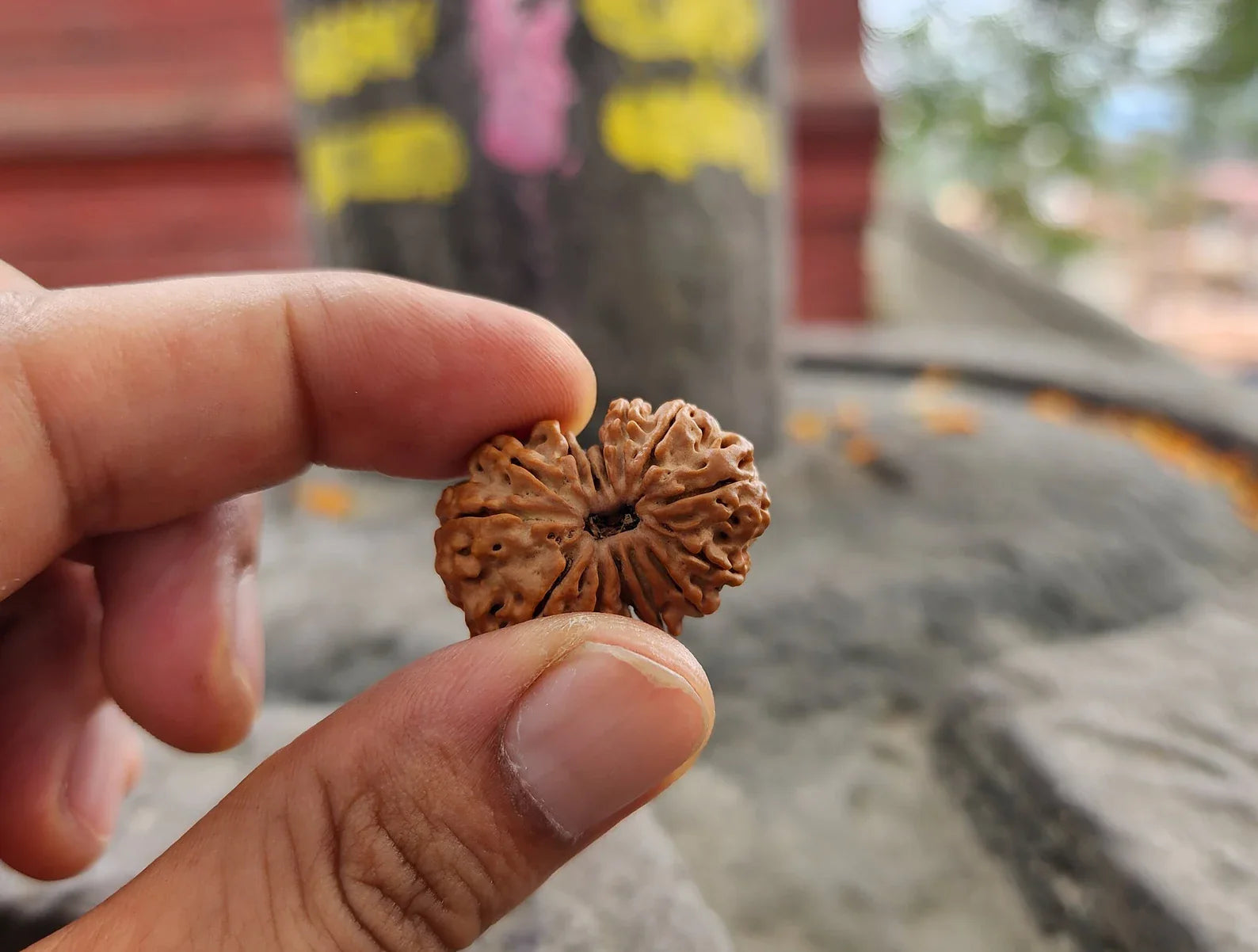 Original 14 Mukhi Rudraksha Beads, Authentic 14 Faces Rudraksha from Nepal, Collector Premium Quality, Sacred Saturn And Hanuman Blessing