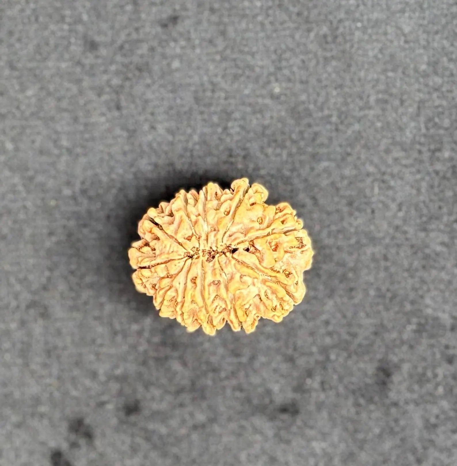 11 Mukhi Rudraksha