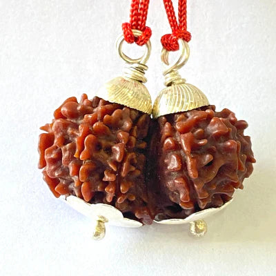 Natural Gaurishankar Rudraksha (Nepal Origin - Collector Size)