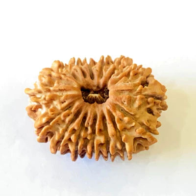 Natural 16 Mukhi/Face Rudraksha (Nepal Origin- 28.50 MM)