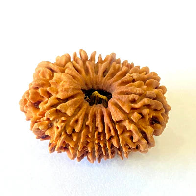 17 Mukhi/Face Rudraksha (Nepal Origin- 26.19 MM)