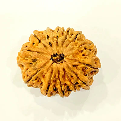 Natural 13 Mukhi/Face Rudraksha (Nepal Origin -Super Collector size)