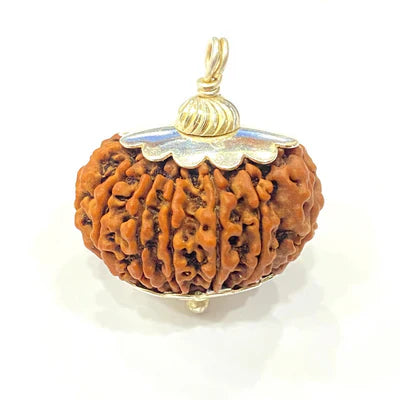 Natural 13 Mukhi/Face Rudraksha (Nepal Origin -Super Collector size)