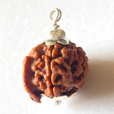 Natural Ganesh Mukhi Rudraksha